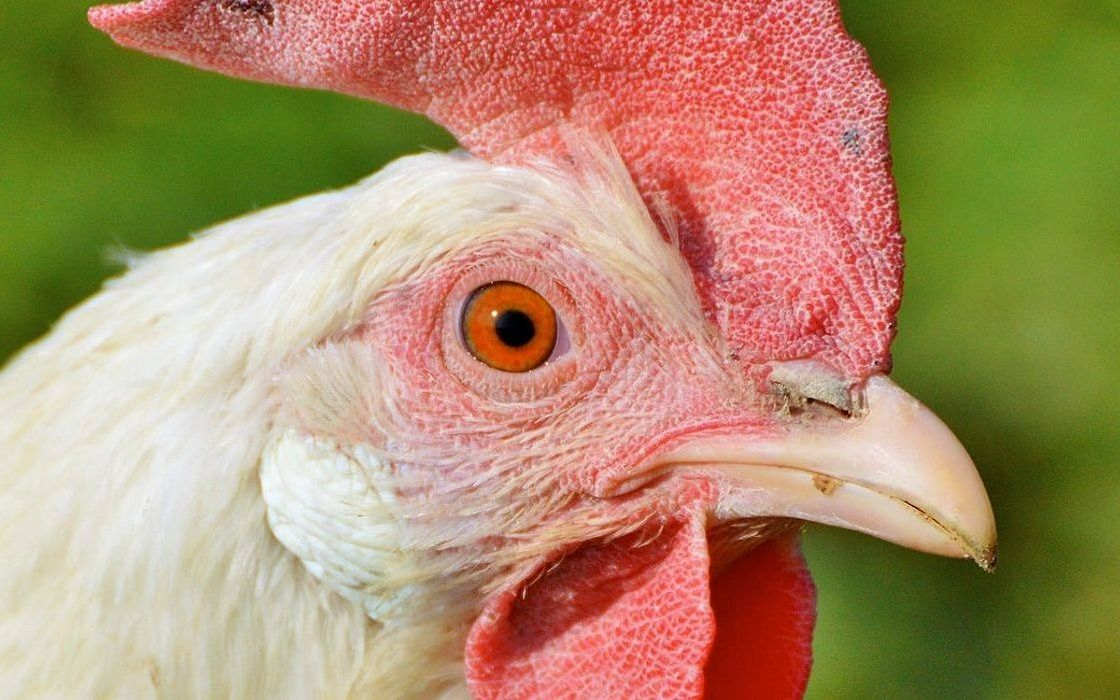 Un vassoio di Uova biologiche colorate da pascolo libero