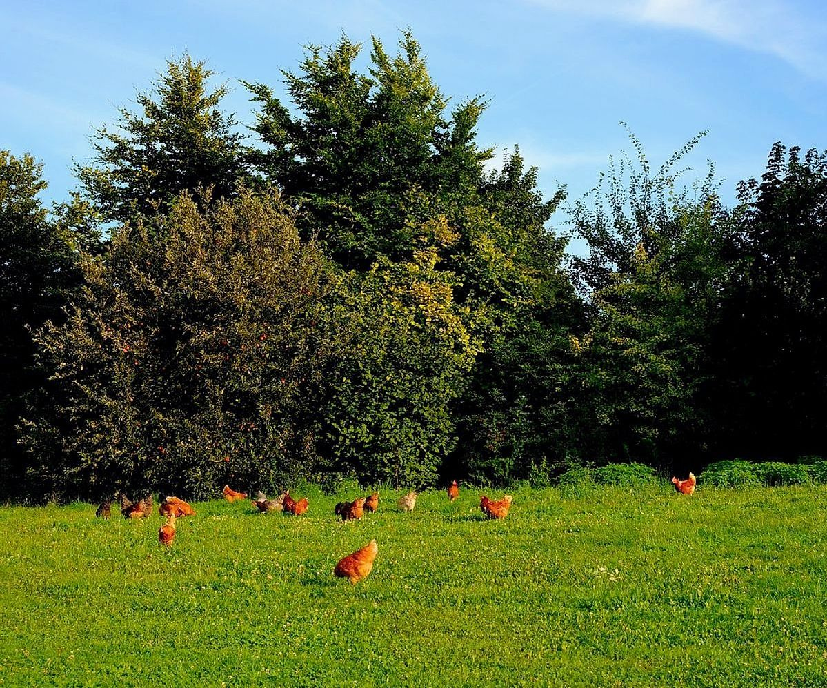 Le mani preparano il mangime sulla tavola della Strada di campagna