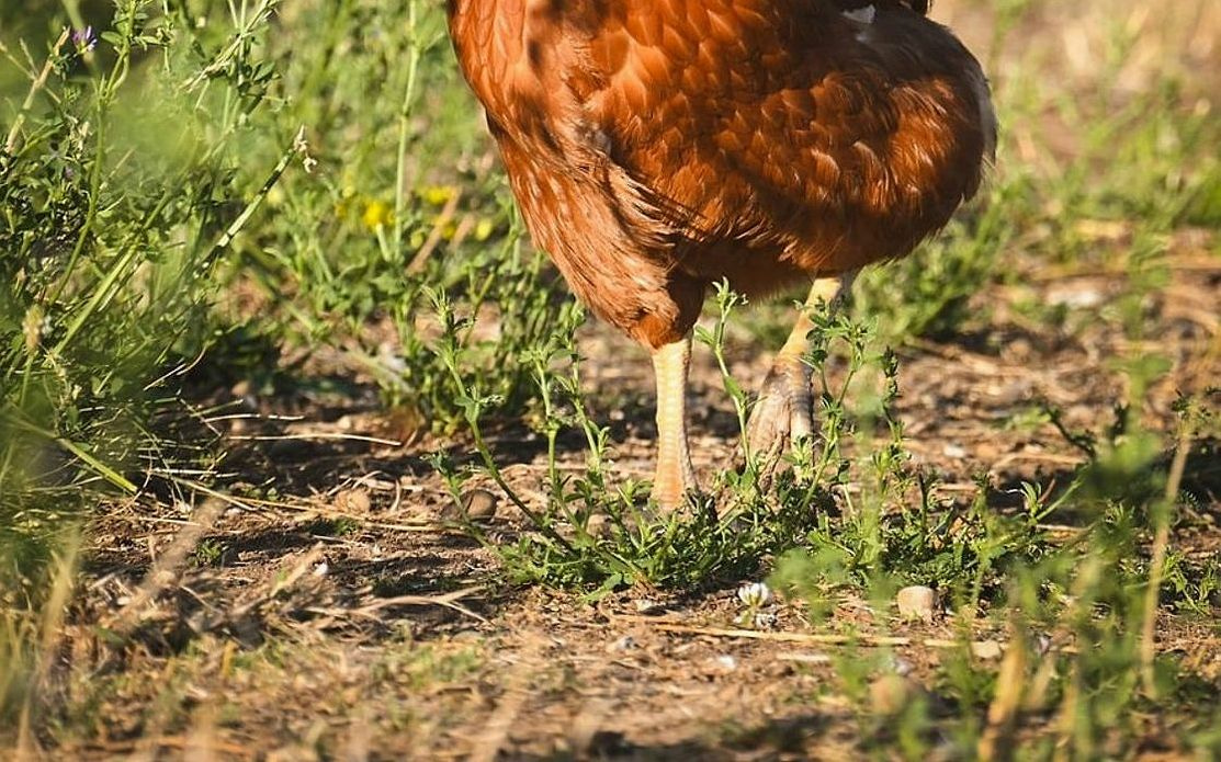 Una confezione di petto di pollo biologico in carta kraft