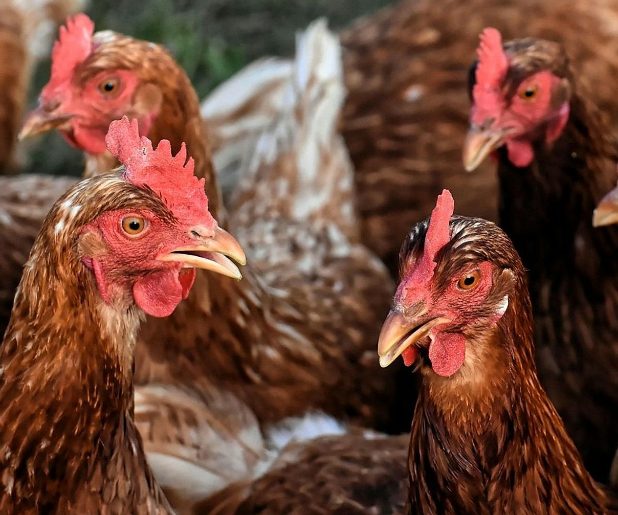 Il bancone della fattoria con uova fresche e carni di Gallina